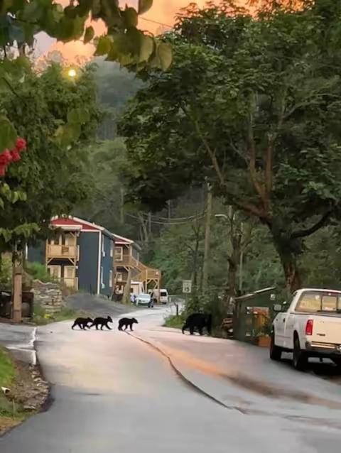 개틀린버그 Bears Abound 아파트 호텔 외부 사진